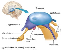 Structure of the diencephalon, midsagittal section