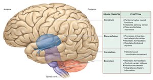 Divisions of the brain (lateral view)