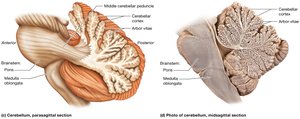 Structure of the cerebellum, midsagittal section