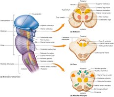 Internal anatomy of brainstem divisions