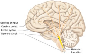 The reticular formation