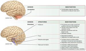 The Big Picture of Major Brain Structures and Their Functions