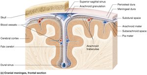Structure of the cranial meninges and dural sinuses, frontal section