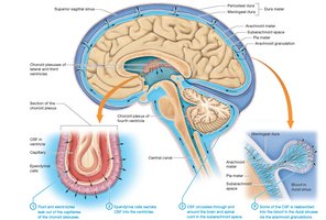 Formation and flow of cerebrospinal fluid (CSF)
