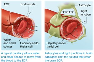 The blood-brain barrier