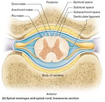 Spinal meninges and spinal cord, transverse section