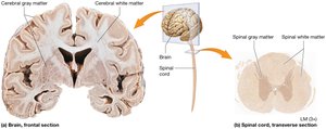 White and gray matter in the CNS