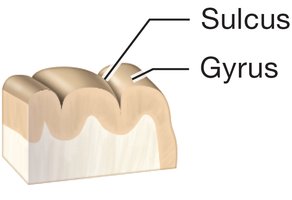 Sulcus and gyrus structure