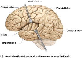 Structure of the cerebrum, insula view