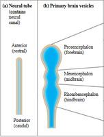 Neural tube and primary brain vesicles