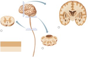 Distribution of gray and white matter in the CNS