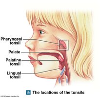 Locations of the tonsils in the pharynx