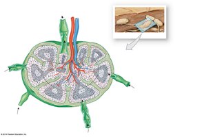 Structure of a lymph node