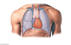 Position of the thymus in the thorax