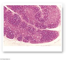 Histology of the thymus showing lobules