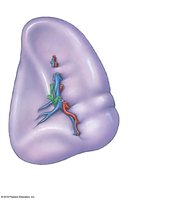 Posterior view of the spleen showing anatomical landmarks