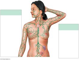 Major lymphatic vessels and nodes in the upper body
