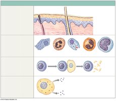 Overview of innate defenses including physical barriers and phagocytes