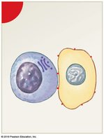 NK cell recognizing an abnormal cell