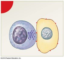 Golgi apparatus realignment in NK cell