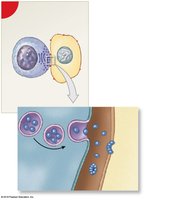 Secretion of perforin by NK cell