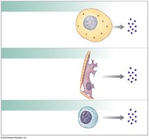Types of interferons and their sources