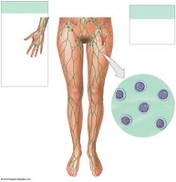 Major lymphatic vessels and nodes in the lower body