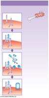 Classical pathway of complement activation