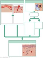 Inflammatory response: redness, swelling, heat, pain, and tissue repair