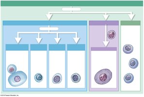 Classes of lymphocytes: T cells, B cells, NK cells