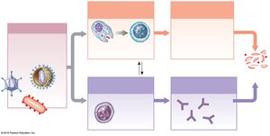 Overview of adaptive immunity: cell-mediated and antibody-mediated