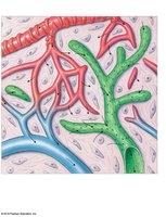 Lymphatic capillaries and blood capillaries in areolar tissue