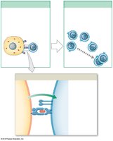 Activation of cytotoxic T cells by antigen recognition