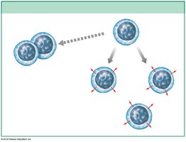 Activation and division of helper T cells