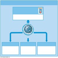 Summary of T cell activation pathways (class I MHC)