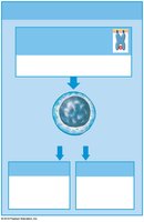 Summary of T cell activation pathways (class II MHC)