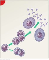 Division and differentiation of B cells into plasma and memory cells