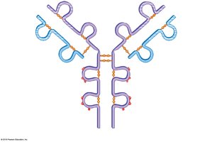 Structure of an antibody molecule