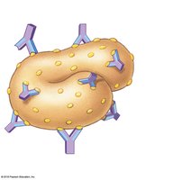 Antibodies binding to antigenic determinant sites (epitopes)