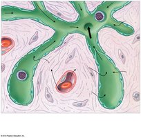 Sectional view of lymphatic capillary showing fluid movement