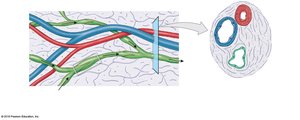 Lymphatic vessels and valves compared to blood vessels