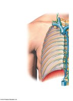 Lymphatic ducts and their connections to the venous system