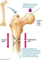 Mechanical stress and bone remodeling
