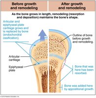 Long bone growth and remodeling during youth