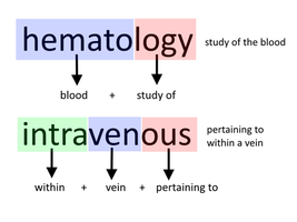 Medical Terminology Examples