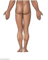Posterior Anatomical Landmarks (continued)
