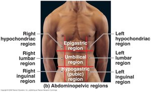 Abdominopelvic Regions (detailed)