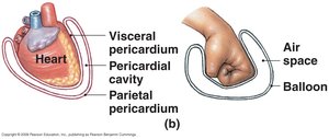 Serous Membrane Structure