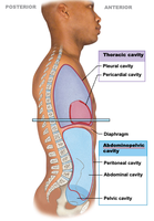 Abdominopelvic Cavity Structure