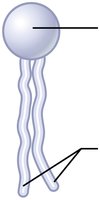 Phospholipid structure
